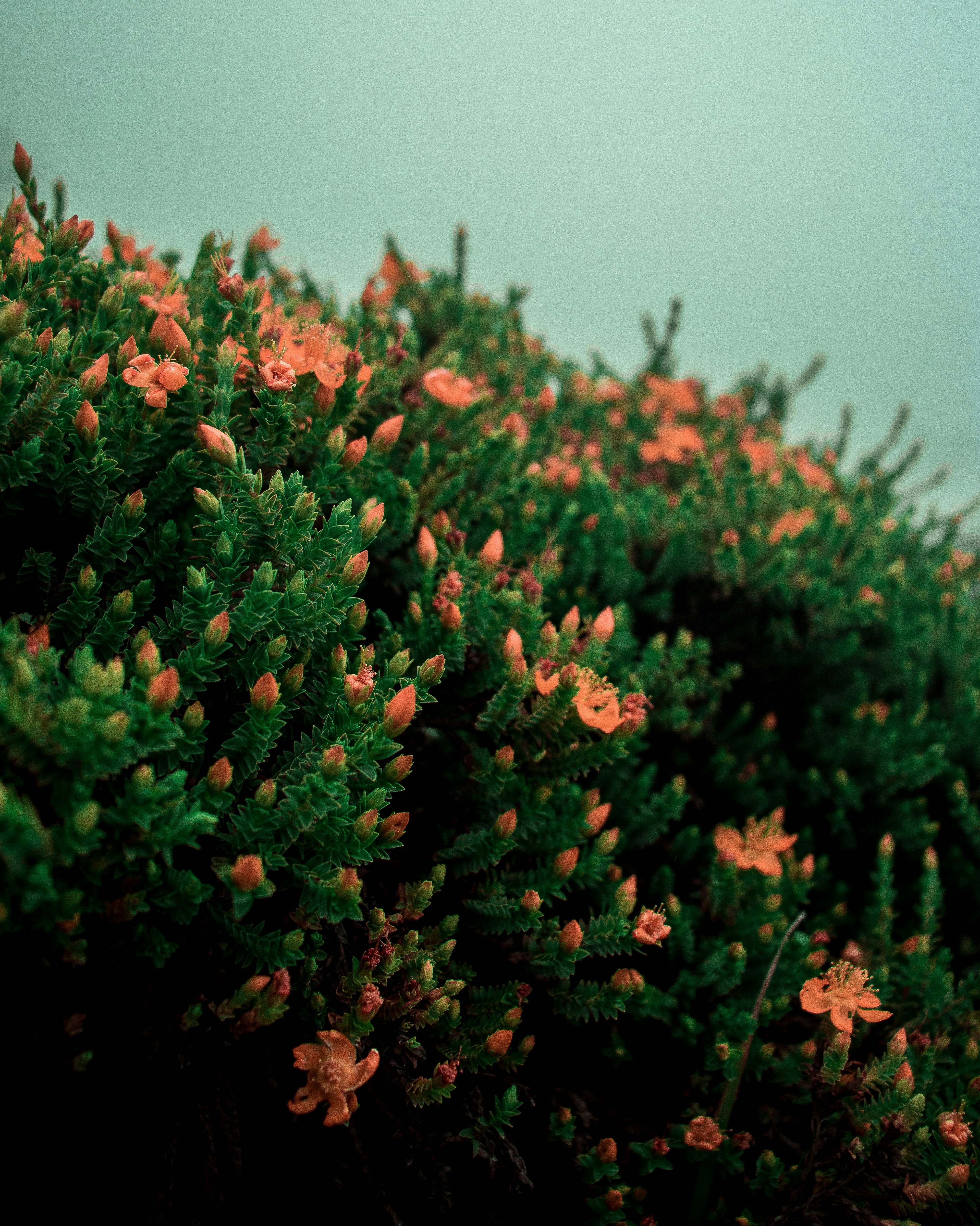 緑の葉と赤い花の写真 Unsplashで見つけるコロンビアの無料写真