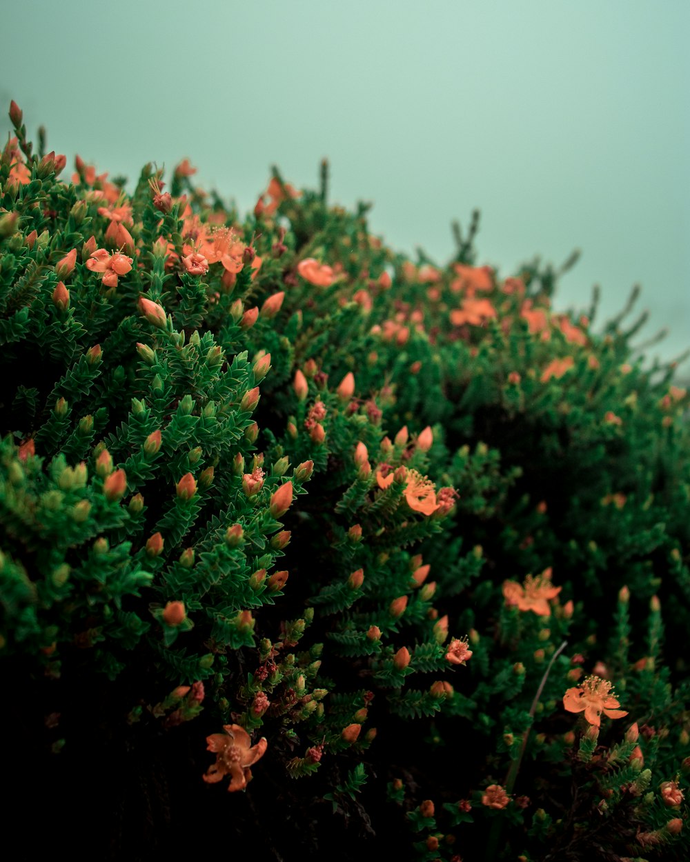 red flowers with green leaves