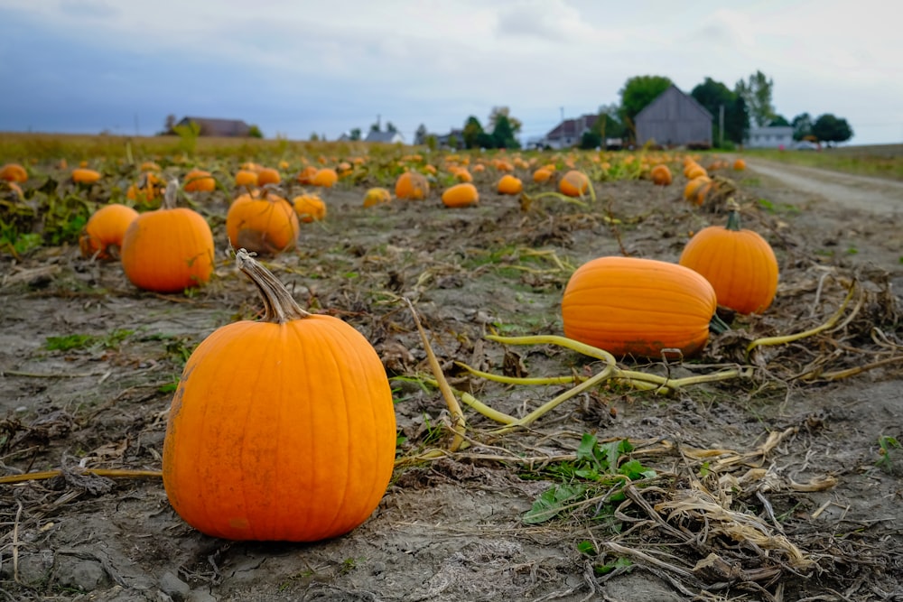 orange pumpkins on brown field during daytime