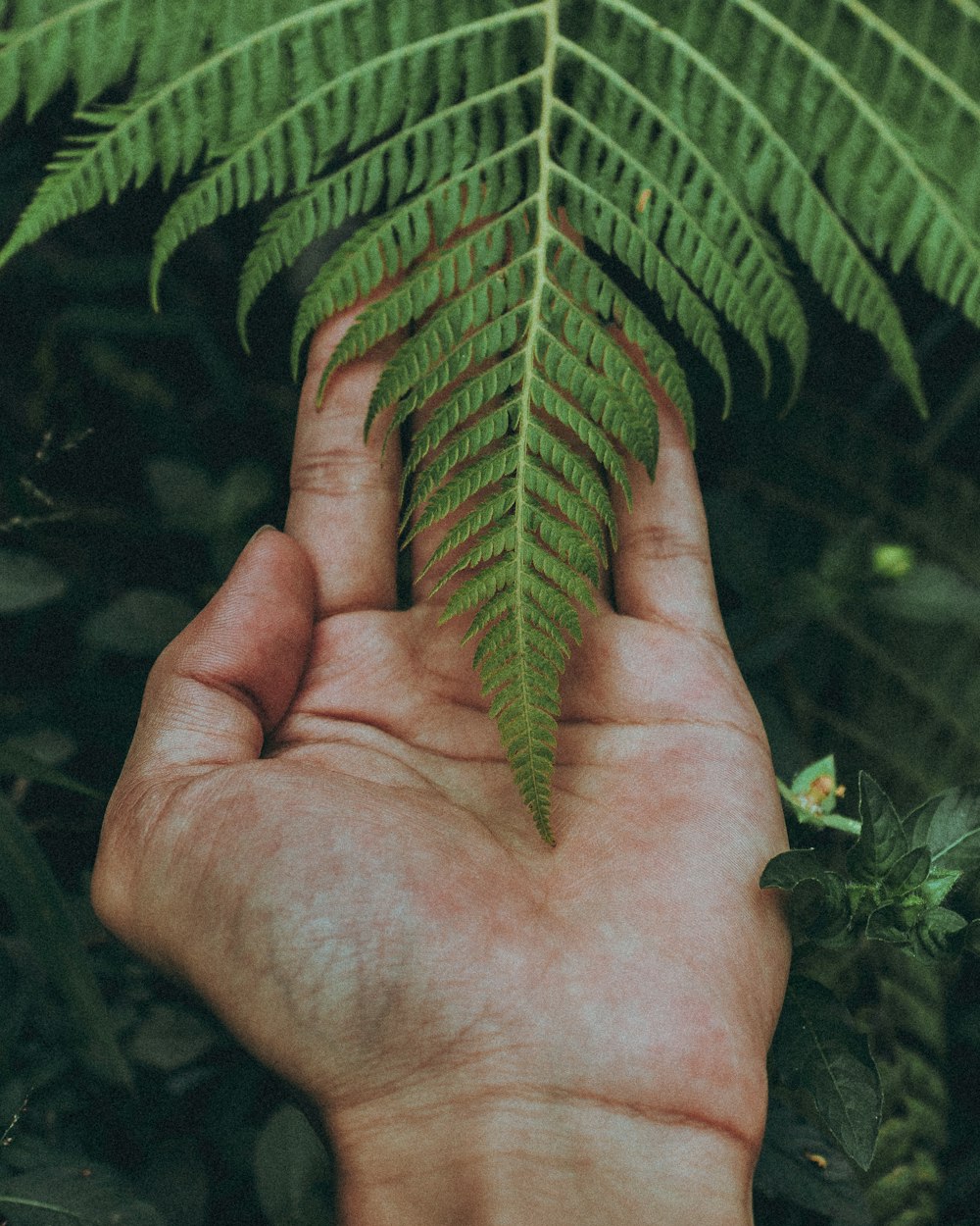 green leaf on persons hand