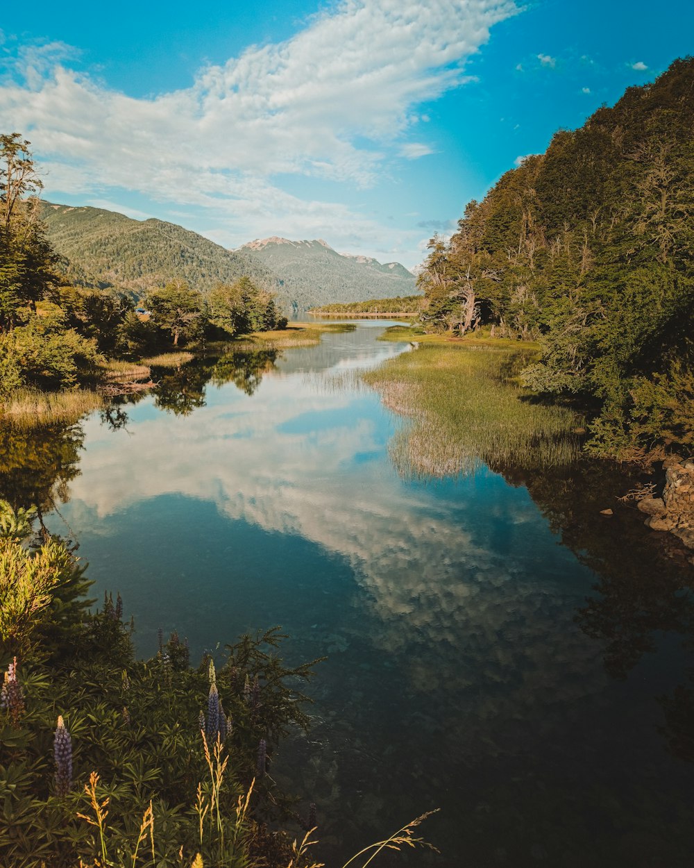 green trees near lake under blue sky during daytime