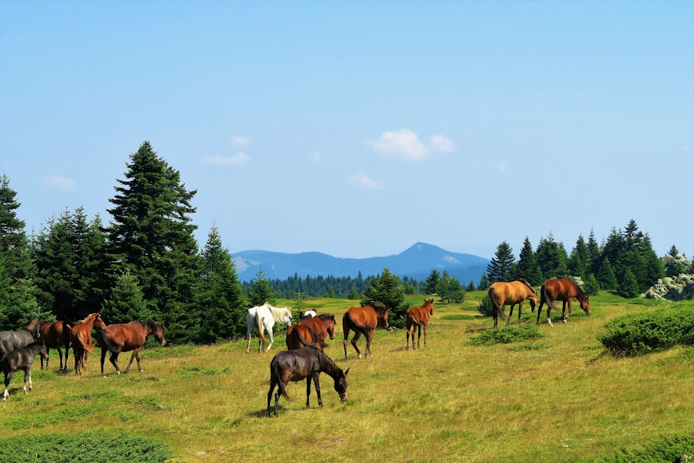 horses on green grass field during daytime