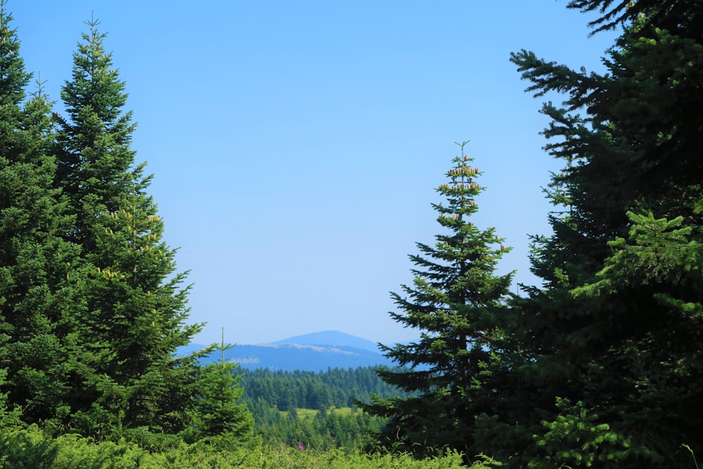 pinos verdes en campo de hierba verde bajo cielo azul durante el día