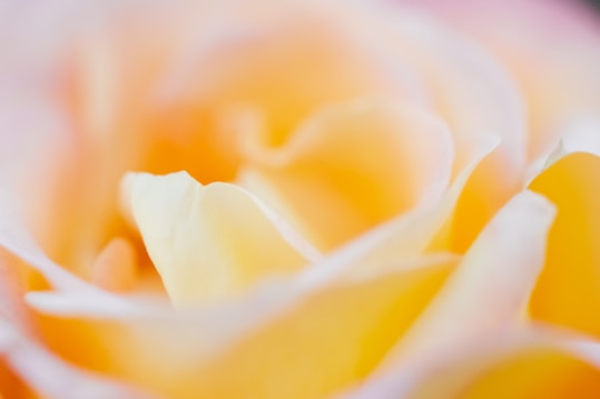 Close-up of delicate flower petals in soft, warm hues. The image captures the gentle curves and textures, with a blend of light orange and creamy white colors. The focus is on the intricate details and subtle gradients that create a serene and peaceful atmosphere.