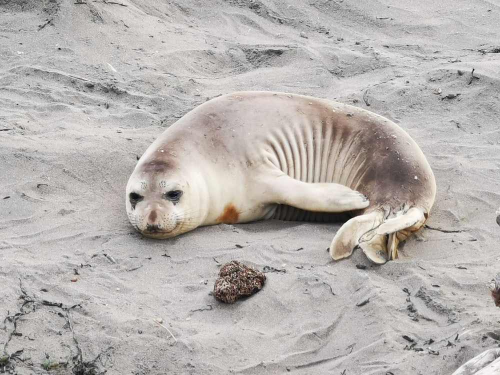 낮에 회색 모래 위에 누워 있는 바다표범