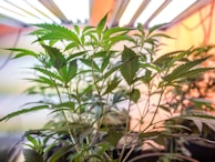 A close-up view of several cannabis plants with broad green leaves under a warm light source. The image captures the intricate details of the leaves and stems with a soft focus on the background.