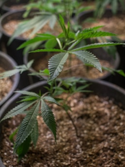 A young cannabis plant is growing in a pot filled with soil, prominently displaying its green, serrated leaves. The background shows other similar pots with plants, slightly out of focus, suggesting an indoor cultivation setting.