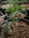 A young cannabis plant is growing in a pot filled with soil, prominently displaying its green, serrated leaves. The background shows other similar pots with plants, slightly out of focus, suggesting an indoor cultivation setting.
