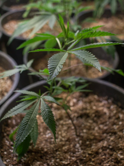 A young cannabis plant is growing in a pot filled with soil, prominently displaying its green, serrated leaves. The background shows other similar pots with plants, slightly out of focus, suggesting an indoor cultivation setting.