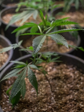 A young cannabis plant is growing in a pot filled with soil, prominently displaying its green, serrated leaves. The background shows other similar pots with plants, slightly out of focus, suggesting an indoor cultivation setting.