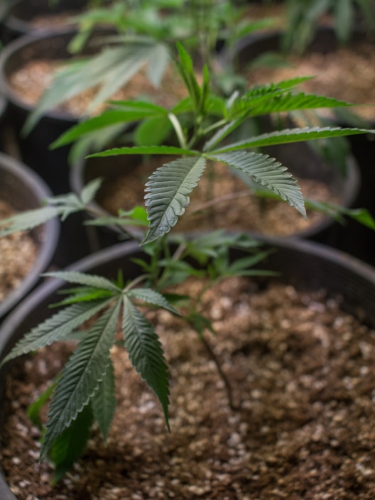 A young cannabis plant is growing in a pot filled with soil, prominently displaying its green, serrated leaves. The background shows other similar pots with plants, slightly out of focus, suggesting an indoor cultivation setting.