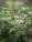 A dense collection of cannabis plants with light green leaves and serrated edges. The plants are supported by wooden stakes in an indoor growing setup with a reflective backdrop.