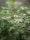 A dense collection of cannabis plants with light green leaves and serrated edges. The plants are supported by wooden stakes in an indoor growing setup with a reflective backdrop.