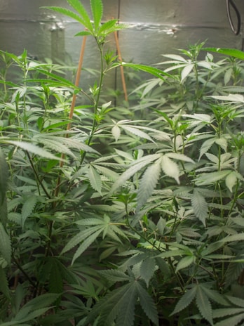 A dense collection of cannabis plants with light green leaves and serrated edges. The plants are supported by wooden stakes in an indoor growing setup with a reflective backdrop.