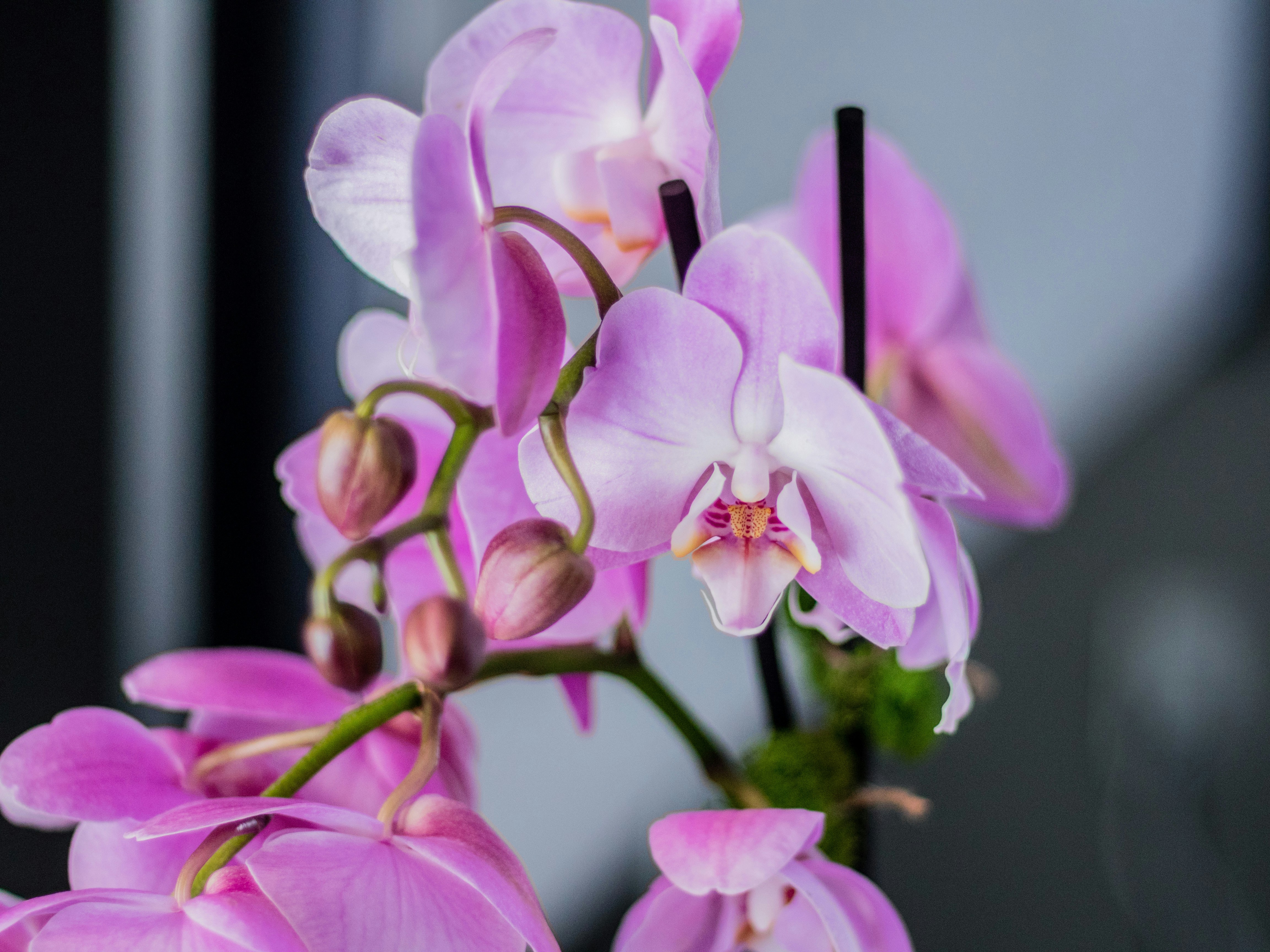 Photo by giobartlett