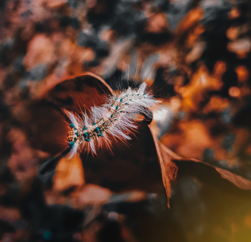 white and brown flower in tilt shift lens