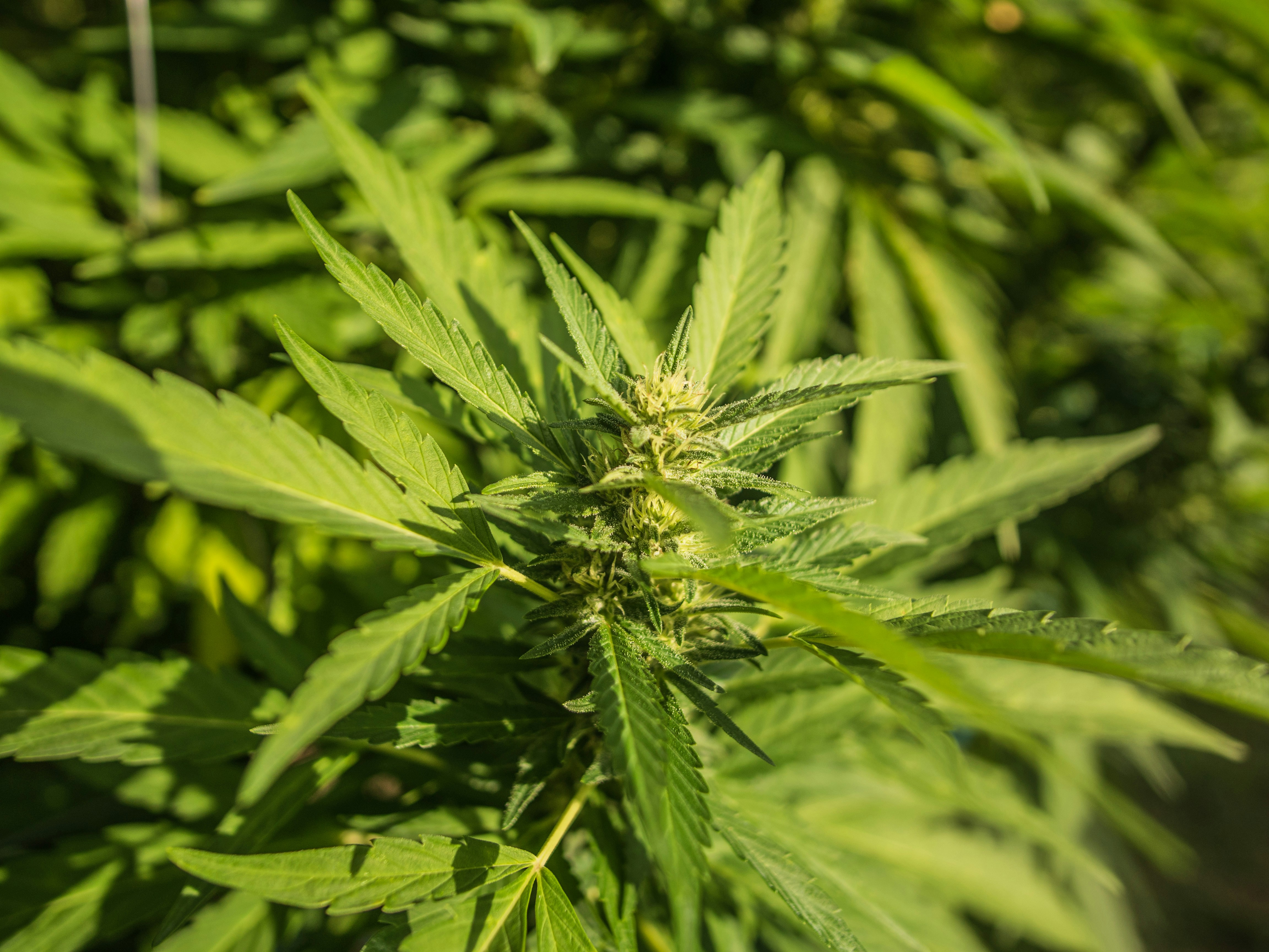 Photo by giobartlett