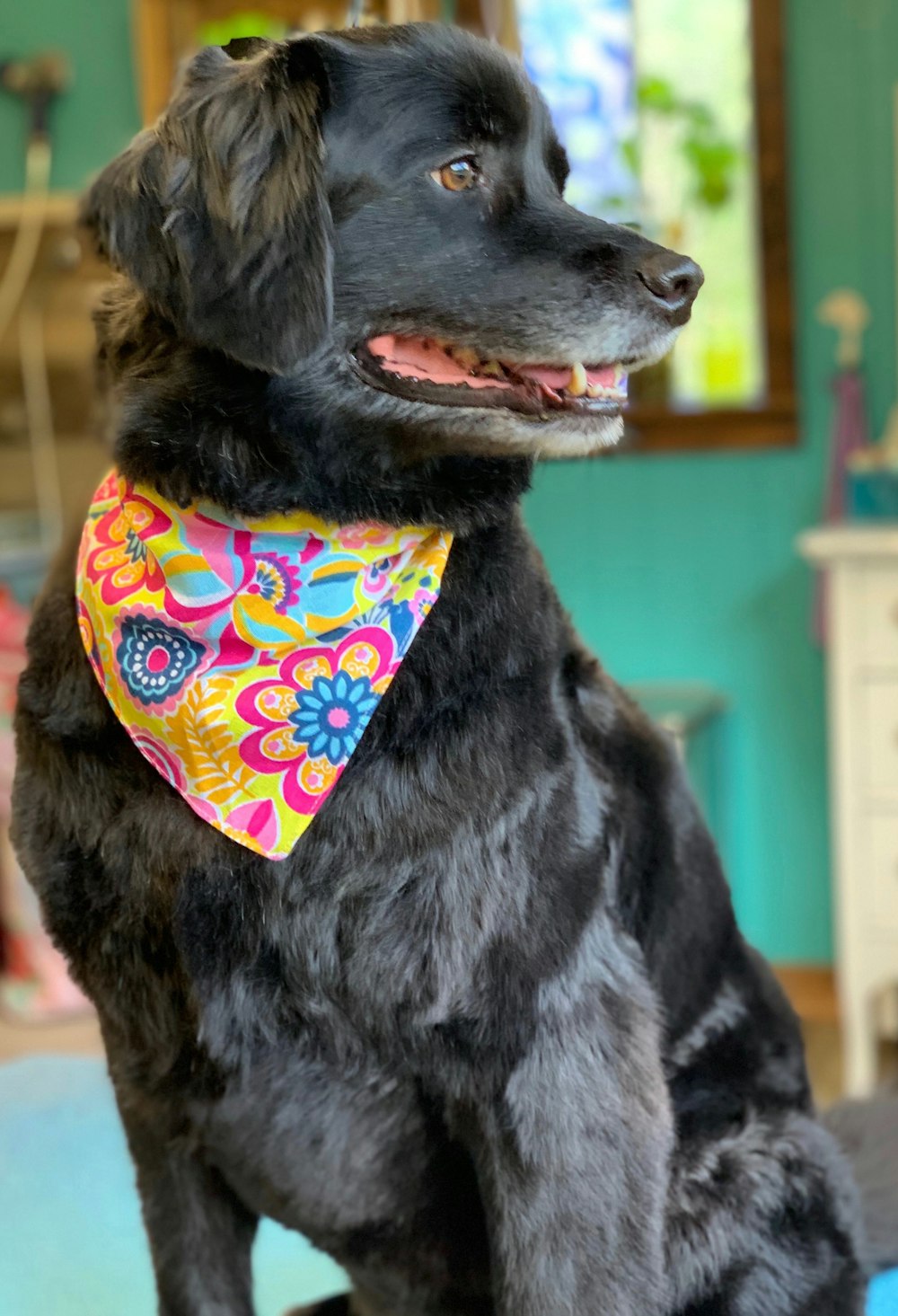 black short coated large dog wearing orange and white floral scarf