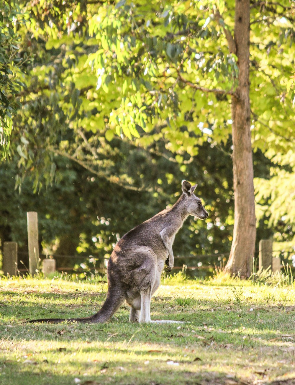 brown kangaroo on green grass field during daytime