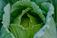 green leaf plant in close up photography