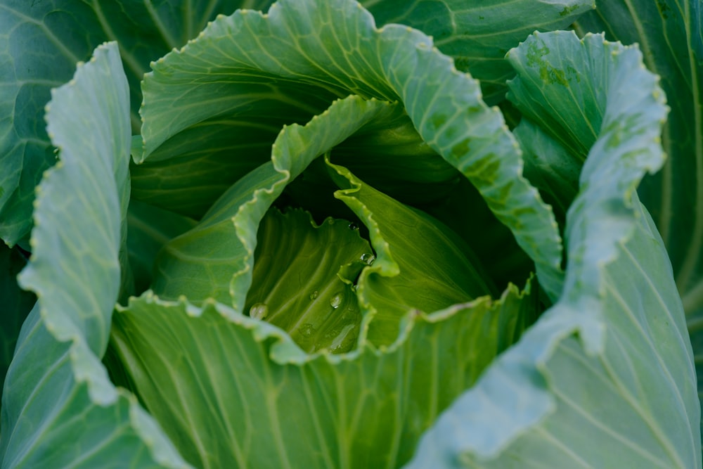 green leaf plant in close up photography