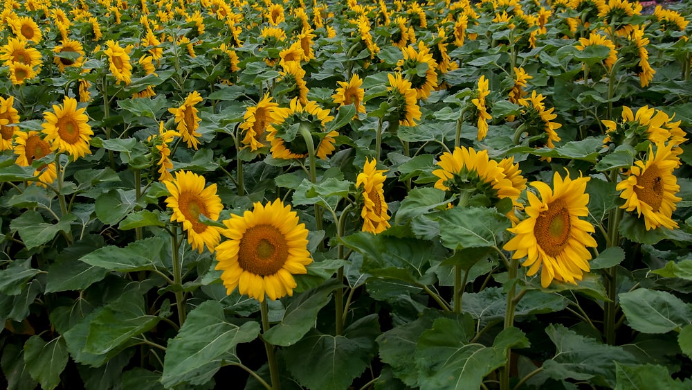 yellow sunflower field during daytime