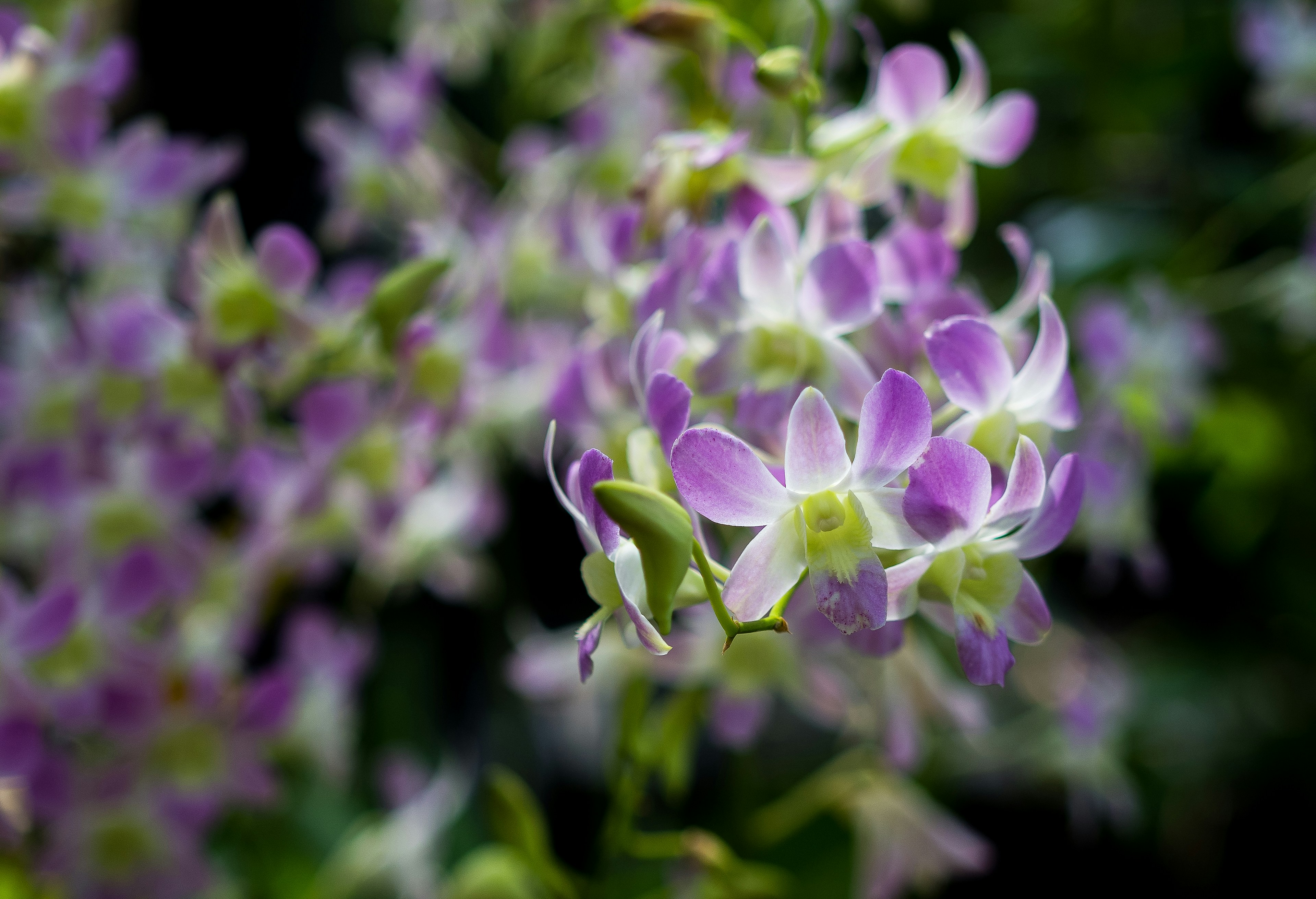 Photo by photoliphecjd