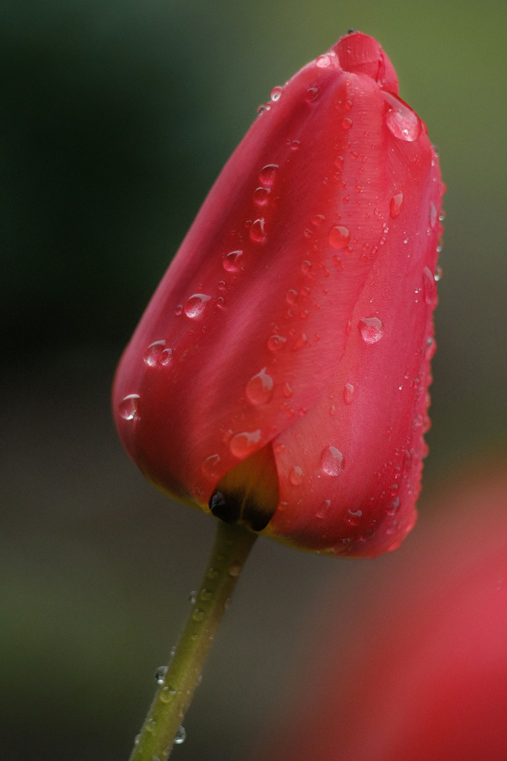 red flower bud in close up photography