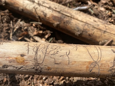 Wooden logs marked with carved lines and patterns are lying on the ground, surrounded by dry leaves and twigs.