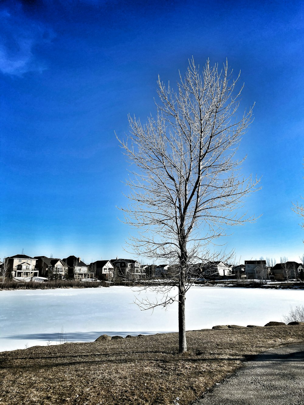 leafless tree on snow covered ground during daytime