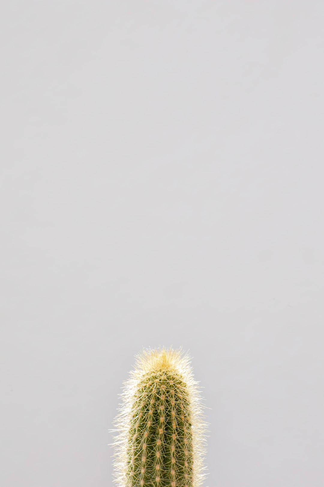 white dandelion flower in close up photography