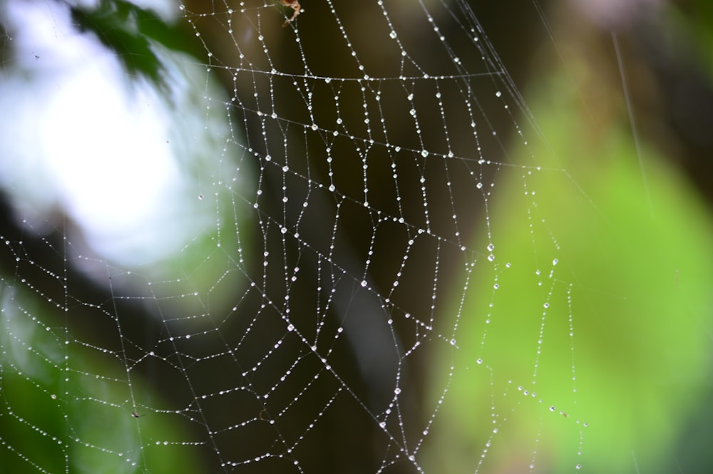 spider web in close up photography