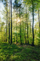 green trees under blue sky during daytime