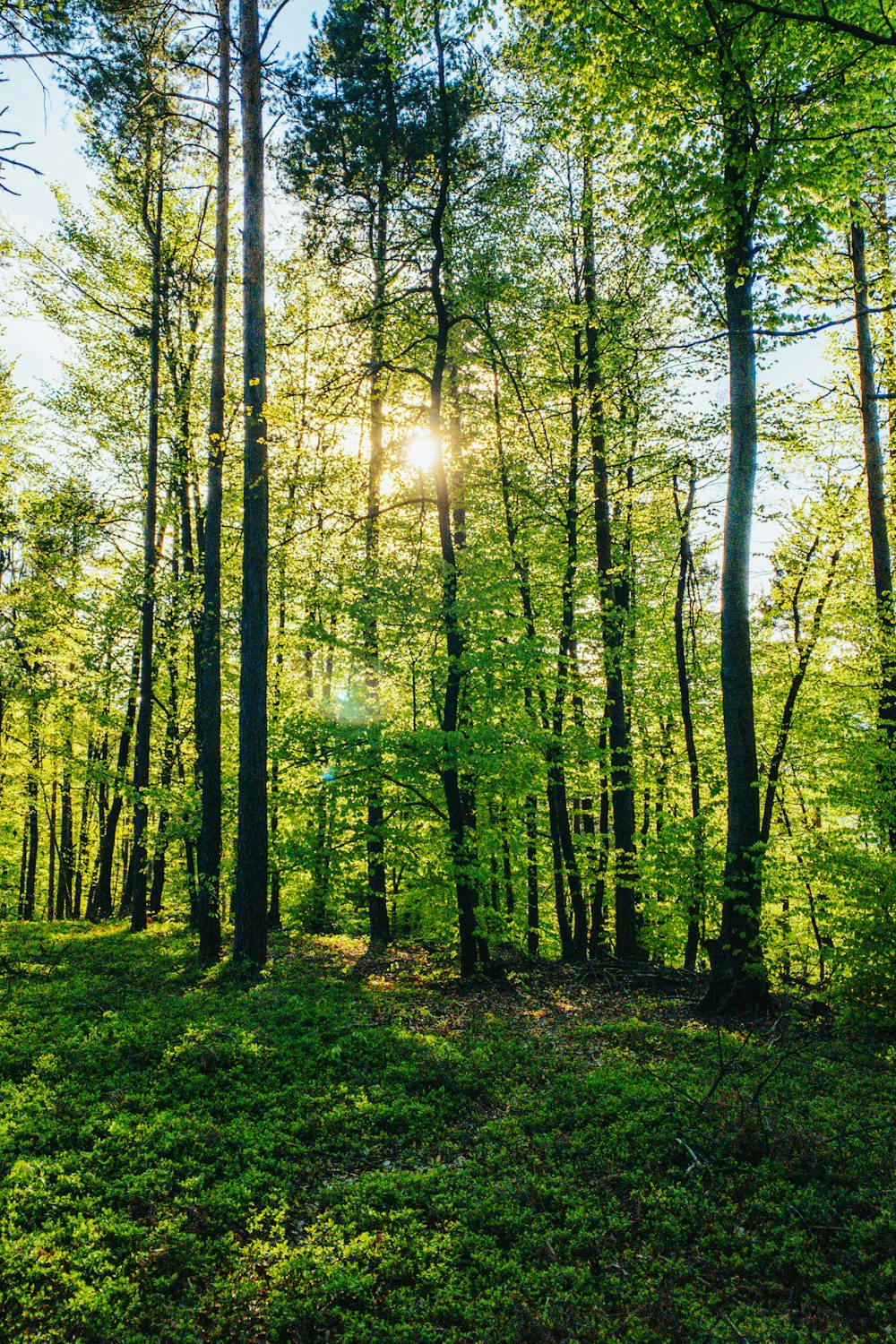 arbres verts sous le ciel bleu pendant la journée