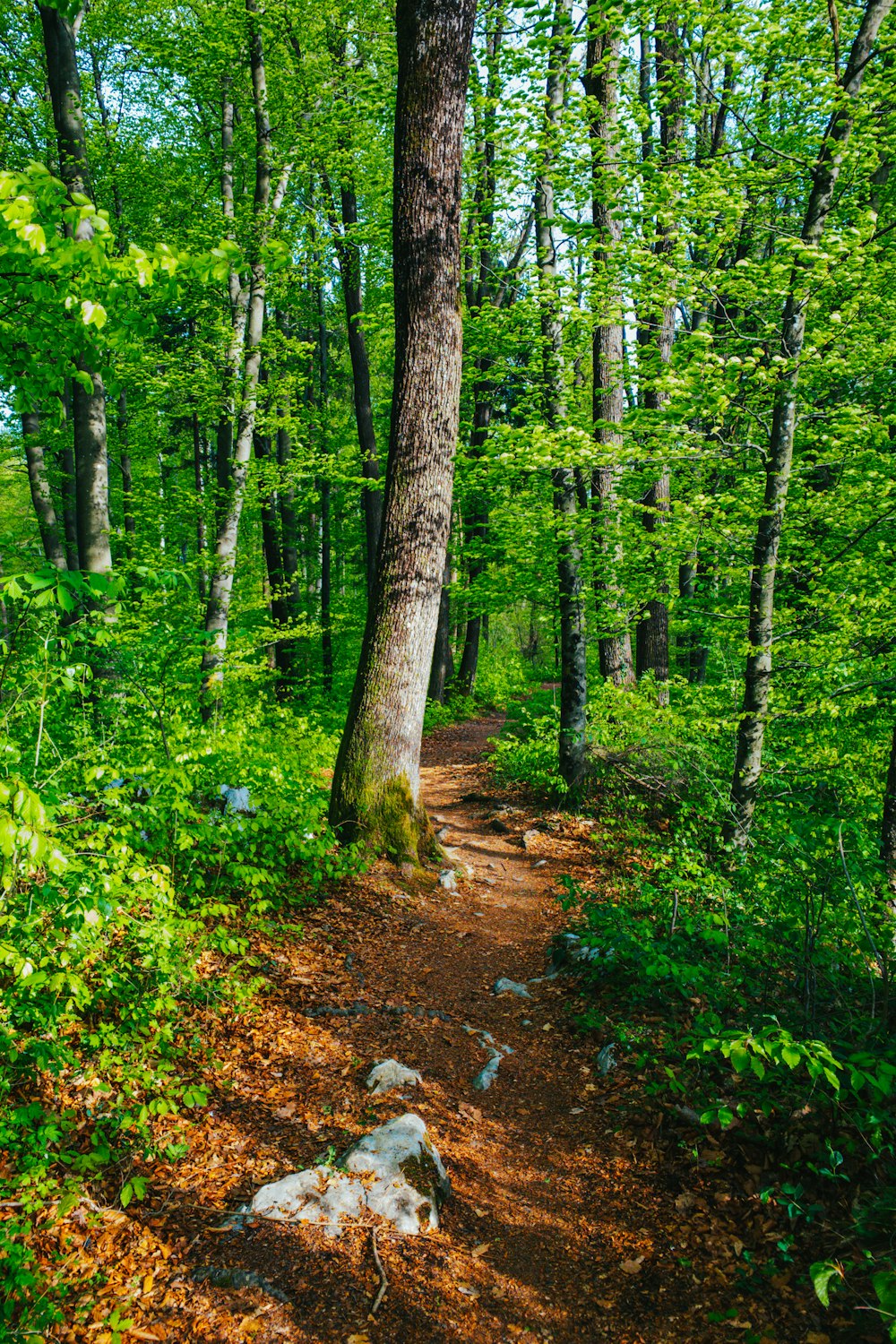 green trees and plants during daytime