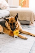 A German Shepherd is lying on a light-colored carpet with a yellow package labeled CBD Pet Chews in front of it. The dog appears relaxed and is in a home setting with a sofa and soft furnishings in the background.