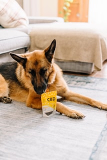 A German Shepherd is lying on a light-colored carpet with a yellow package labeled CBD Pet Chews in front of it. The dog appears relaxed and is in a home setting with a sofa and soft furnishings in the background.