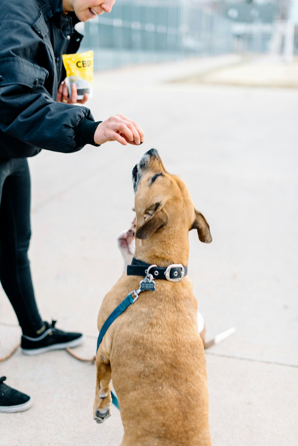 person in black jacket holding brown short coated dog during daytime