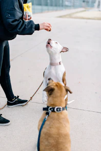 person in black pants and black shoes holding brown and white short coated dog