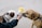 Two dogs are shown sniffing a packet labeled CBD pet chews held by a person. The dogs are wearing collars and leashes, and one of the dogs is brown with a black collar while the other is a mix of white and brown with a pink collar. The background is a gray pavement.