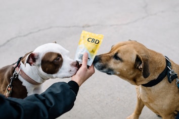 Two dogs are shown sniffing a packet labeled CBD pet chews held by a person. The dogs are wearing collars and leashes, and one of the dogs is brown with a black collar while the other is a mix of white and brown with a pink collar. The background is a gray pavement.