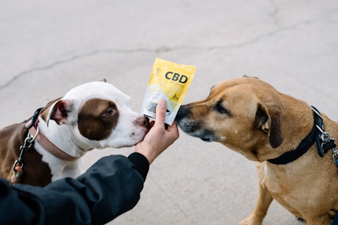 Two dogs are shown sniffing a packet labeled CBD pet chews held by a person. The dogs are wearing collars and leashes, and one of the dogs is brown with a black collar while the other is a mix of white and brown with a pink collar. The background is a gray pavement.