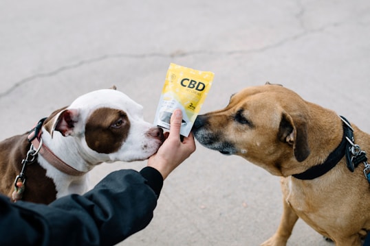 Two dogs are shown sniffing a packet labeled CBD pet chews held by a person. The dogs are wearing collars and leashes, and one of the dogs is brown with a black collar while the other is a mix of white and brown with a pink collar. The background is a gray pavement.
