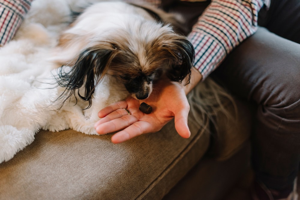 person holding white and brown long coated small dog