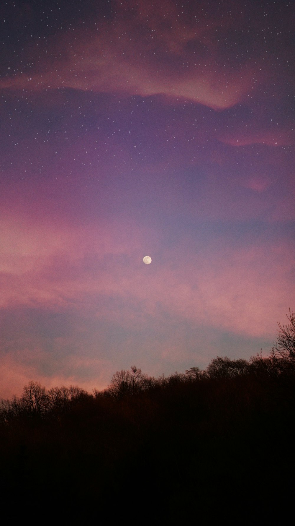 silhouette of trees under purple sky