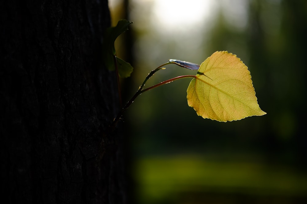 green leaf on brown tree trunk