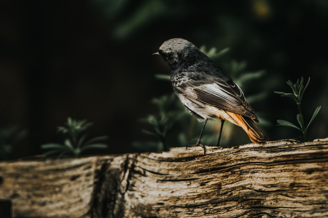 black and white bird on brown tree branch