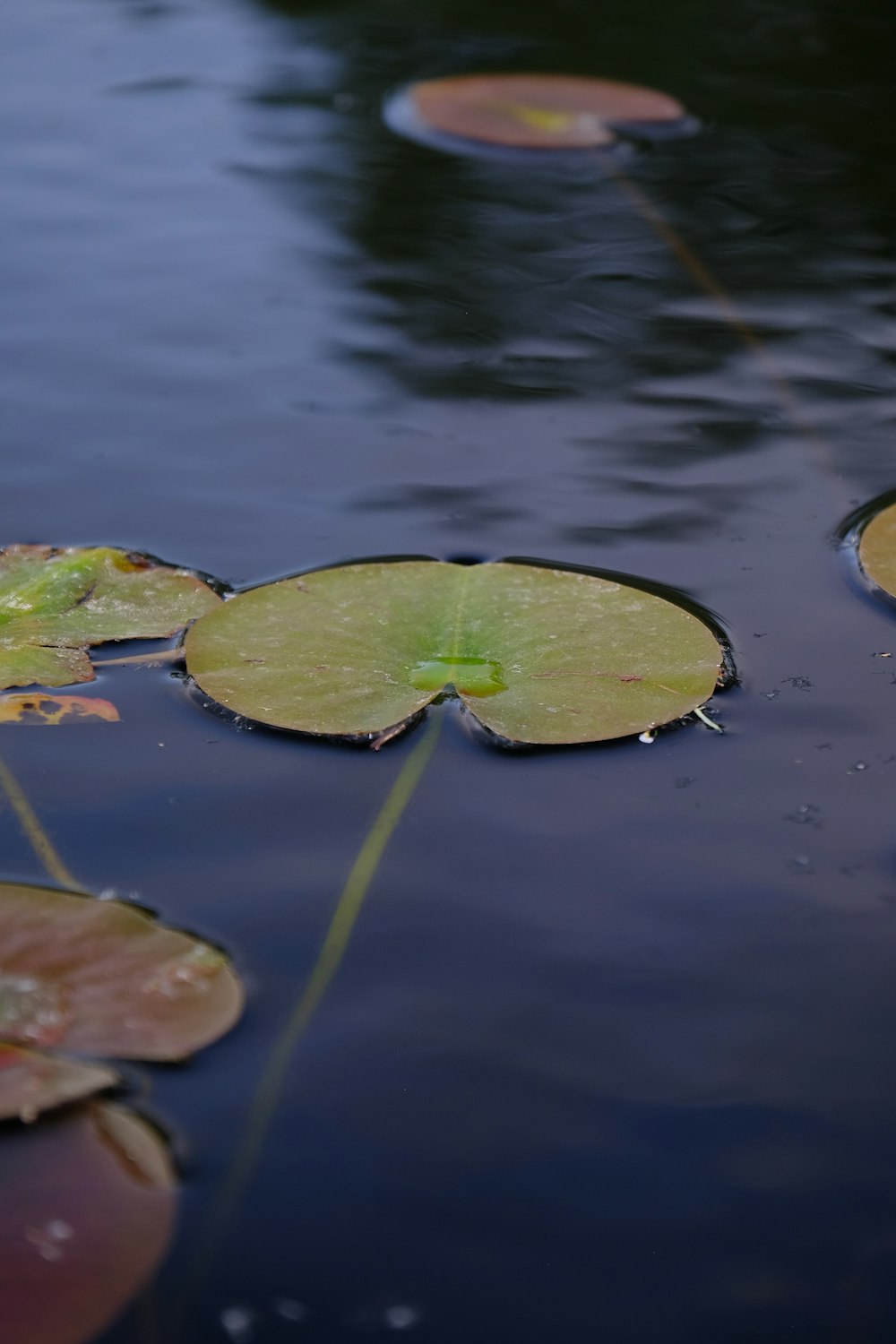 green frog on green water lily pad