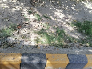 A section of a sidewalk with a curb painted in alternating yellow and black stripes. The adjacent area is a patch of bare ground with sparse green grass and scattered dry leaves. Soft shadows of tree branches are cast over the ground, suggesting sunlight filtering through the foliage above.