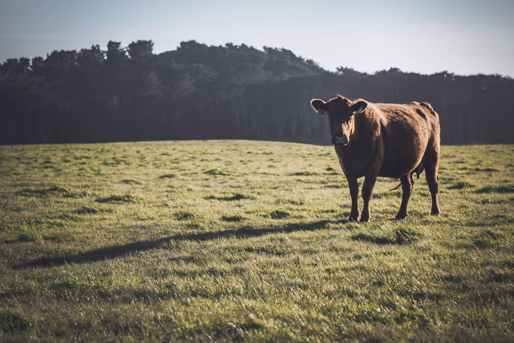 brown cow on green grass field during daytime